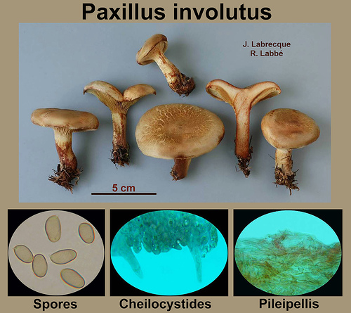 Paxillus involutus  Paxille enroulé.jpg