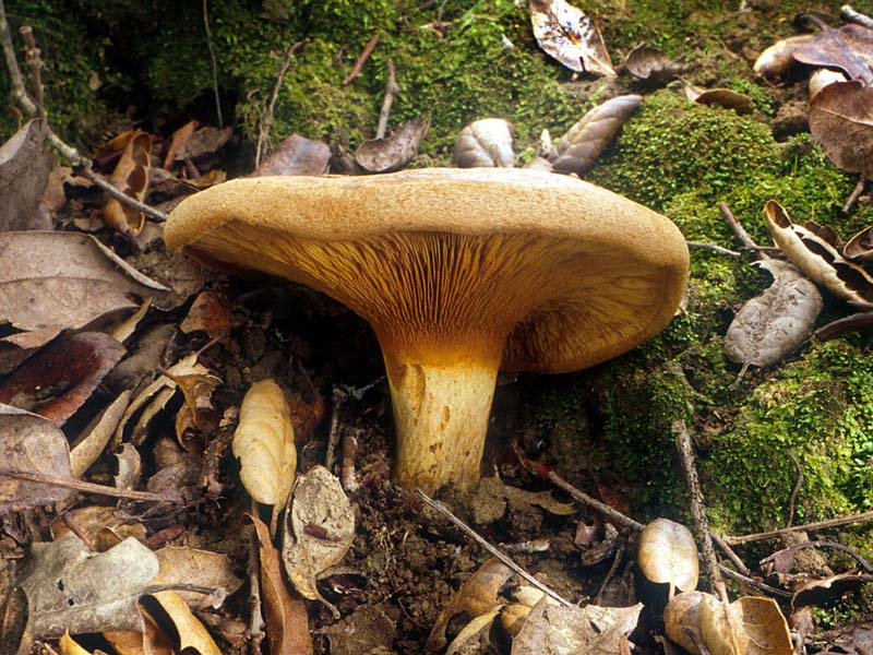 Paxillus_involutus(mgw-02).jpg