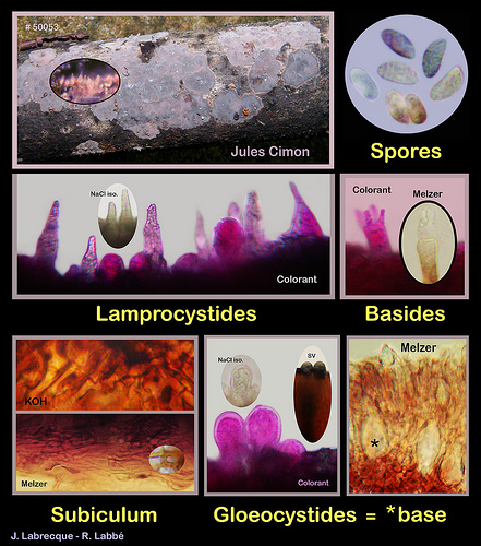 Peniophora violaceolivida.jpg