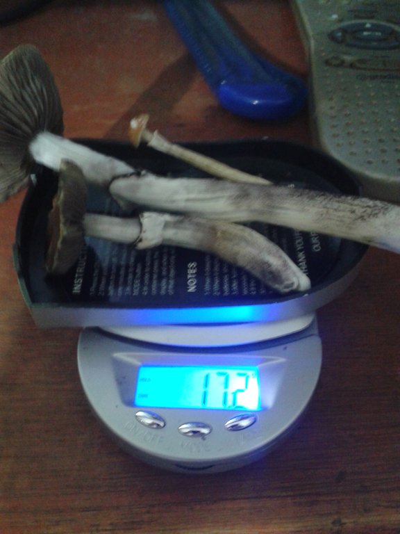 Pesagem colheita de hoje.jpg