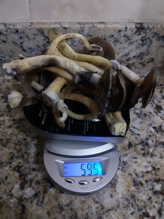 Pesagem da quinta colheita.jpg