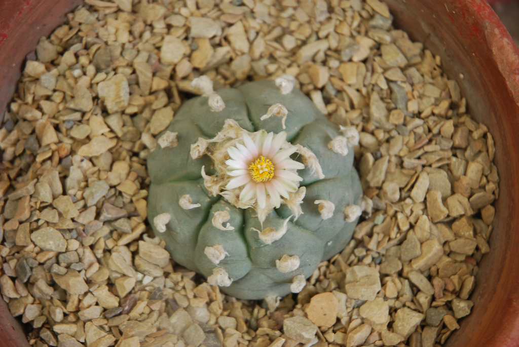 Peyote, lophophora williamsii
