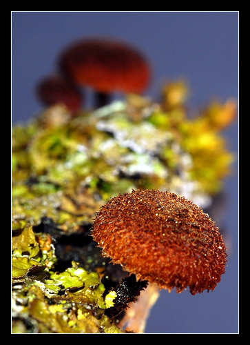 Phaeomarasmius borealis.jpg