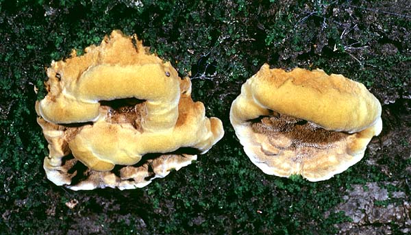 Phellinus_gilvus(mgw-02).jpg