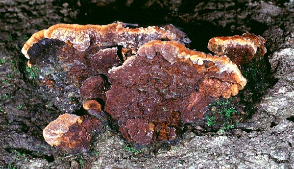 Phellinus_gilvus(mgw-03).jpg