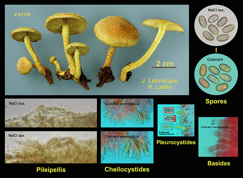 Pholiota flammans  Pholiote flamboyante.jpg