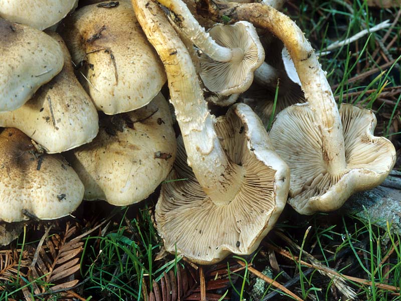 Pholiota_terrestris(mgw-02).jpg