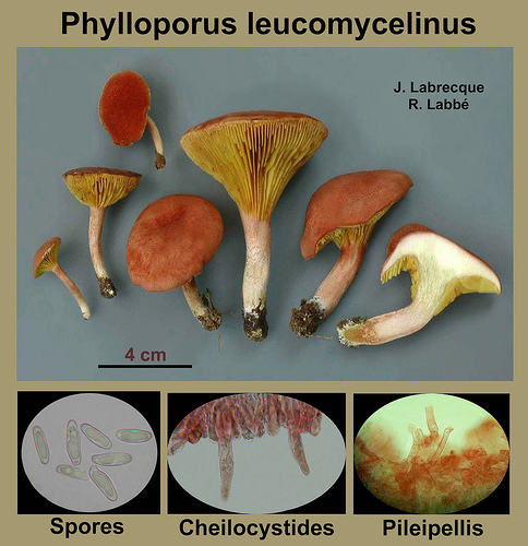 Phylloporus leucomycelinus   Phyllopore à base blanche.jpg