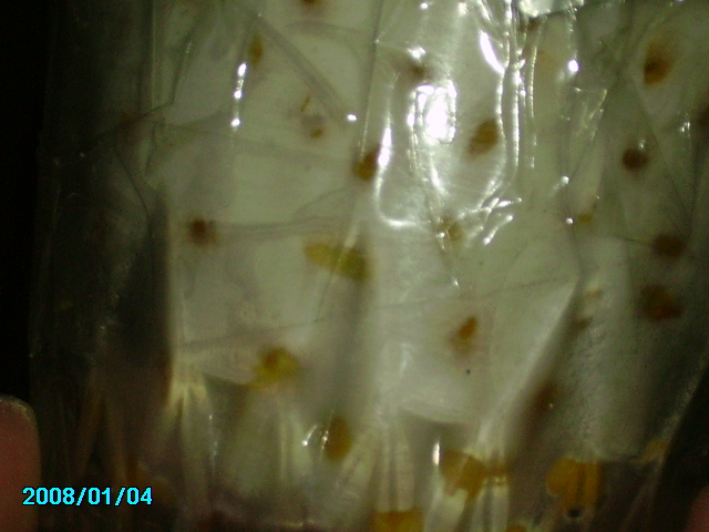 PICT0660.JPG