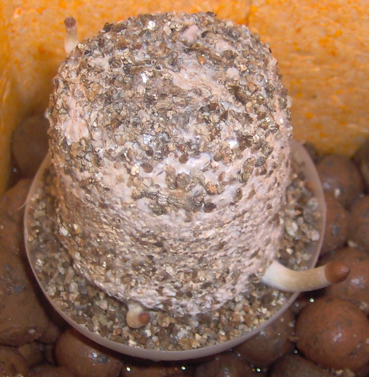 Pins do Bolo de arroz.jpg