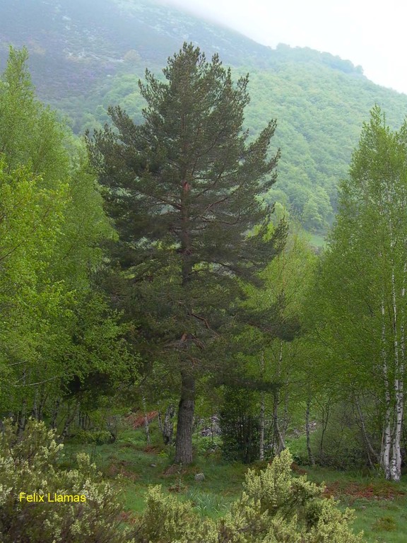 Pinus_sylvestris.jpg