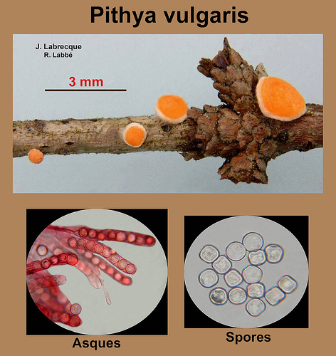 Pithya vulgaris.jpg