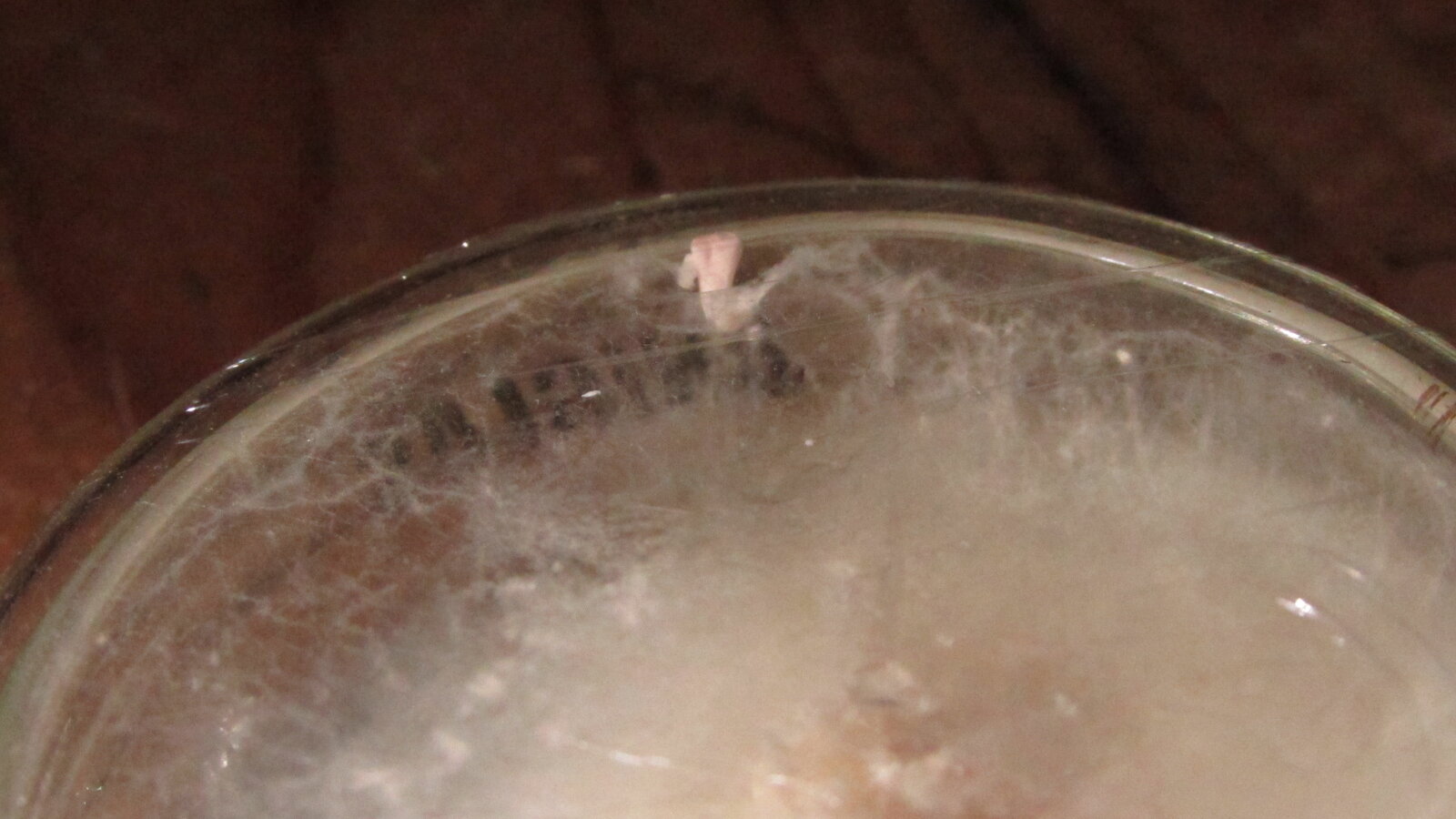 Pleurotus Djamor pinando em placa Petri