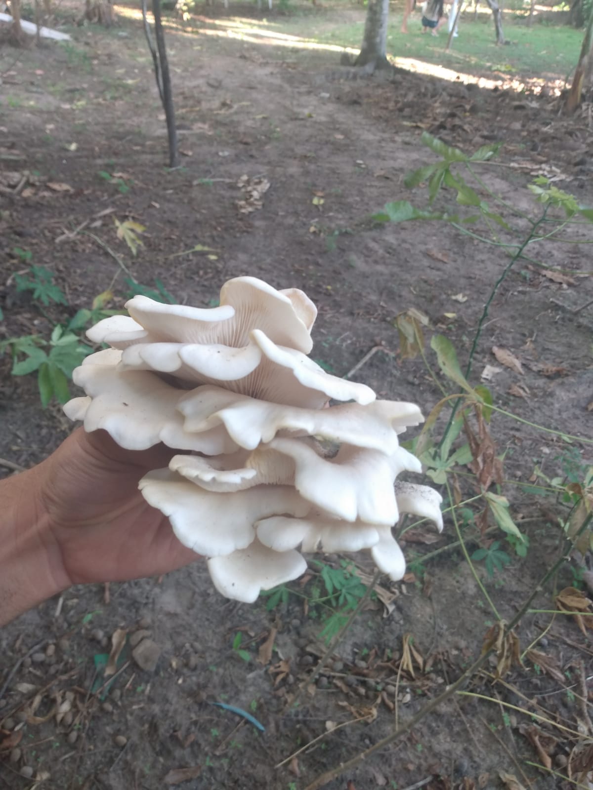 pleurotus estancia cluster.jpeg