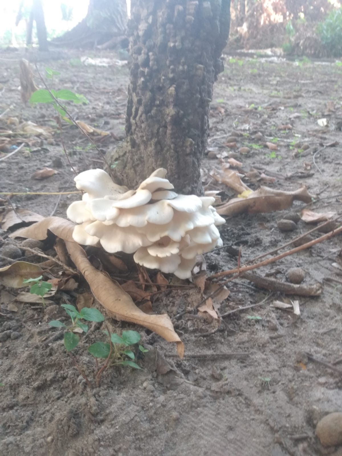 pleurotus estancia cluster3.jpeg