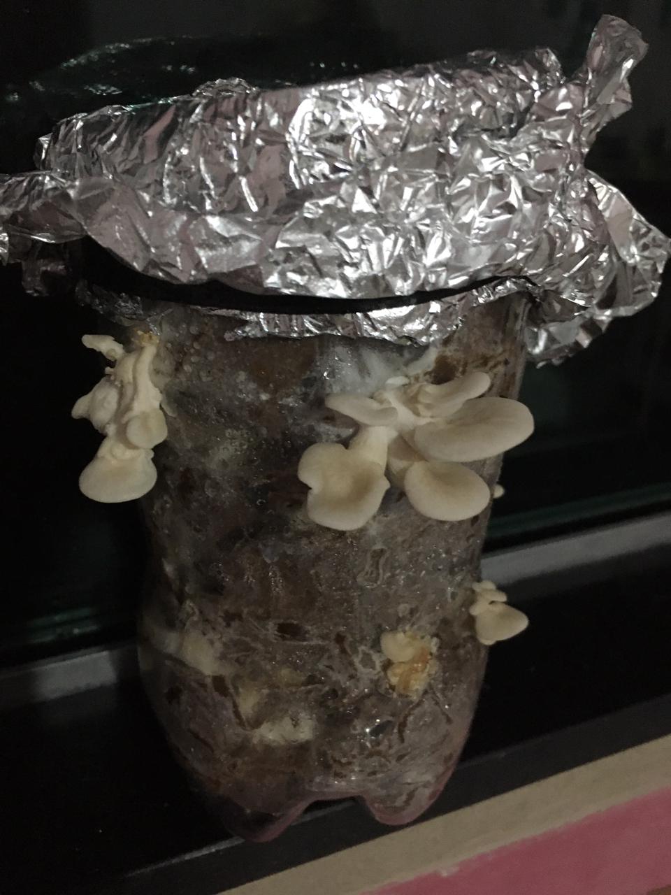 pleurotus estancia na garrafa inicio.jpeg