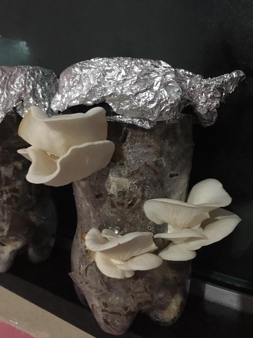 pleurotus estancia na garrafa.jpeg