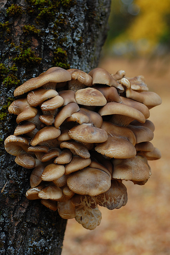 Pleurotus ostreatus.jpg