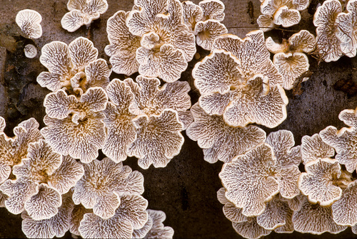 Plicaturopsis crispa underside.jpg