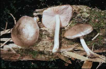 Pluteus salicinus by by Michael W. Beug 30.jpg