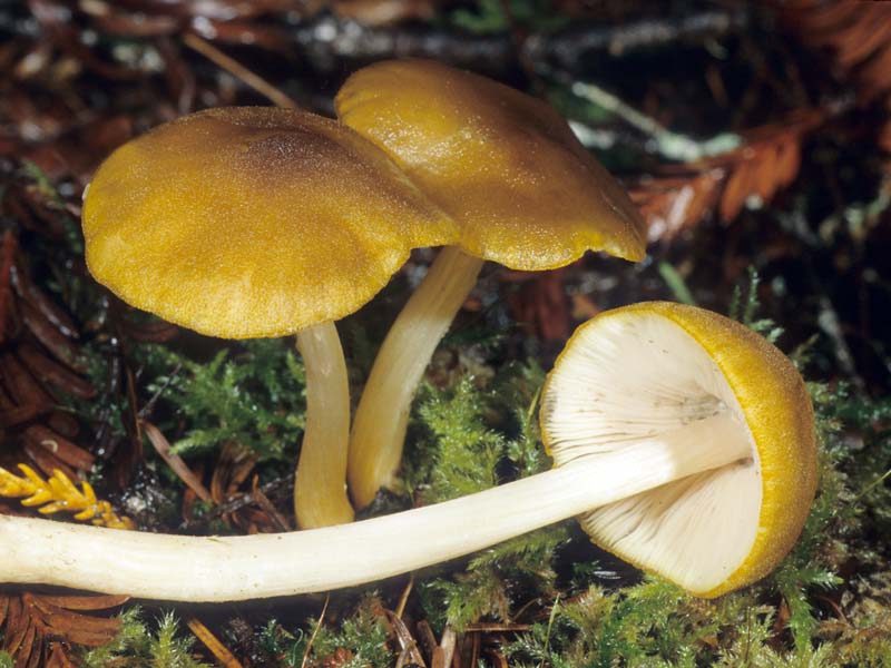 Pluteus_flavofuligineus(mgw-01).jpg