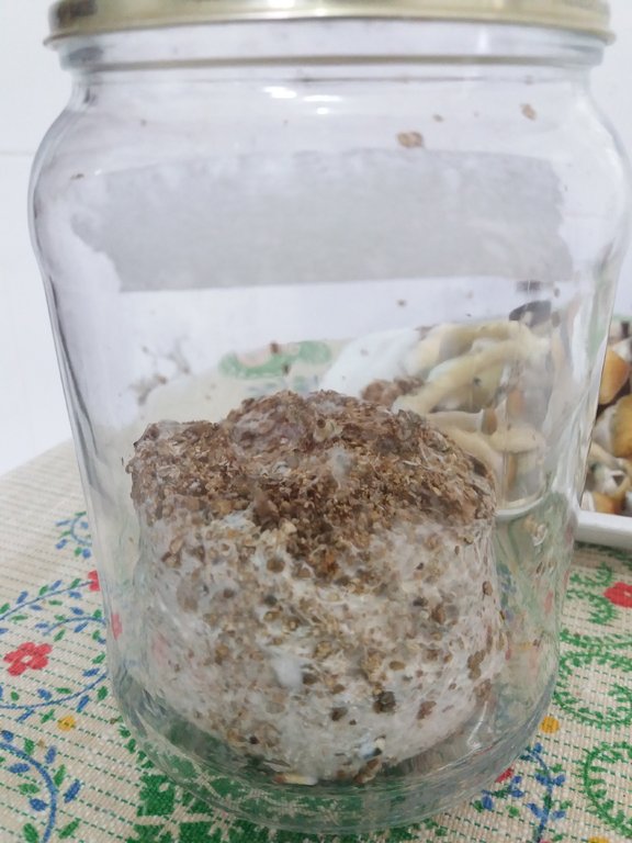 pote 1 após colheita.jpg