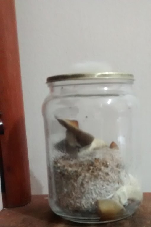 pote 3 antes de colher.jpg