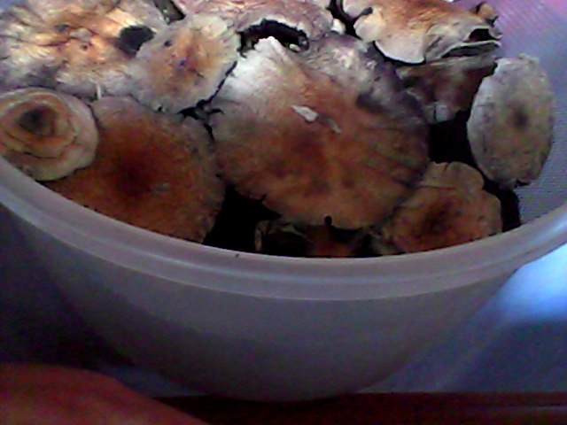 pote magico.jpg