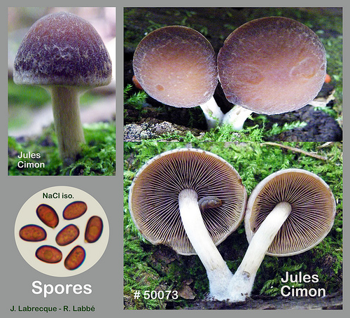 Psathyrella piluliformis Psathyrelle hydrophile.jpg