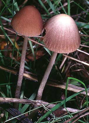 Psathyrella_gracilis(mgw-01).jpg