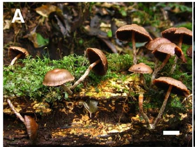 Psilocybe araucariicola - P.S.Silva - tese de Paula Silva.jpg