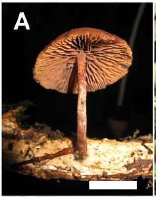 Psilocybe araucariicola - tese de Paula Silva.jpg