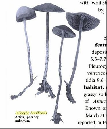 Psilocybe brasiliensis2-crop.JPG