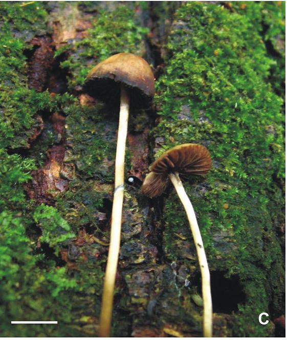 Psilocybe caeruleoannulata 50.JPG