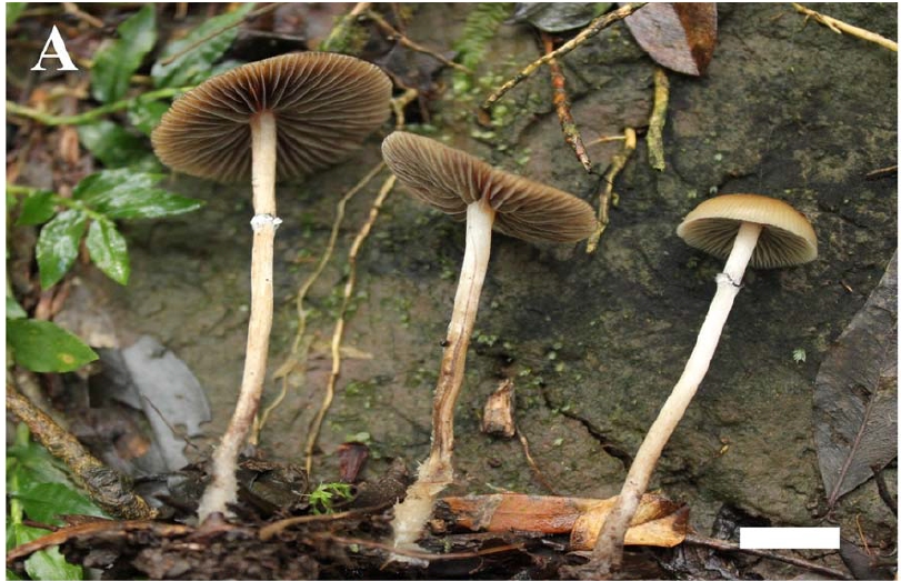 Psilocybe caeruleoannulata - Paula Santos - tese de Paula Silva.jpg