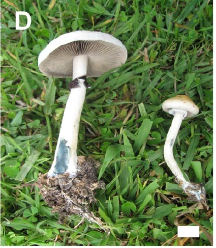 Psilocybe cubensis - tese de Paula Silva.jpg