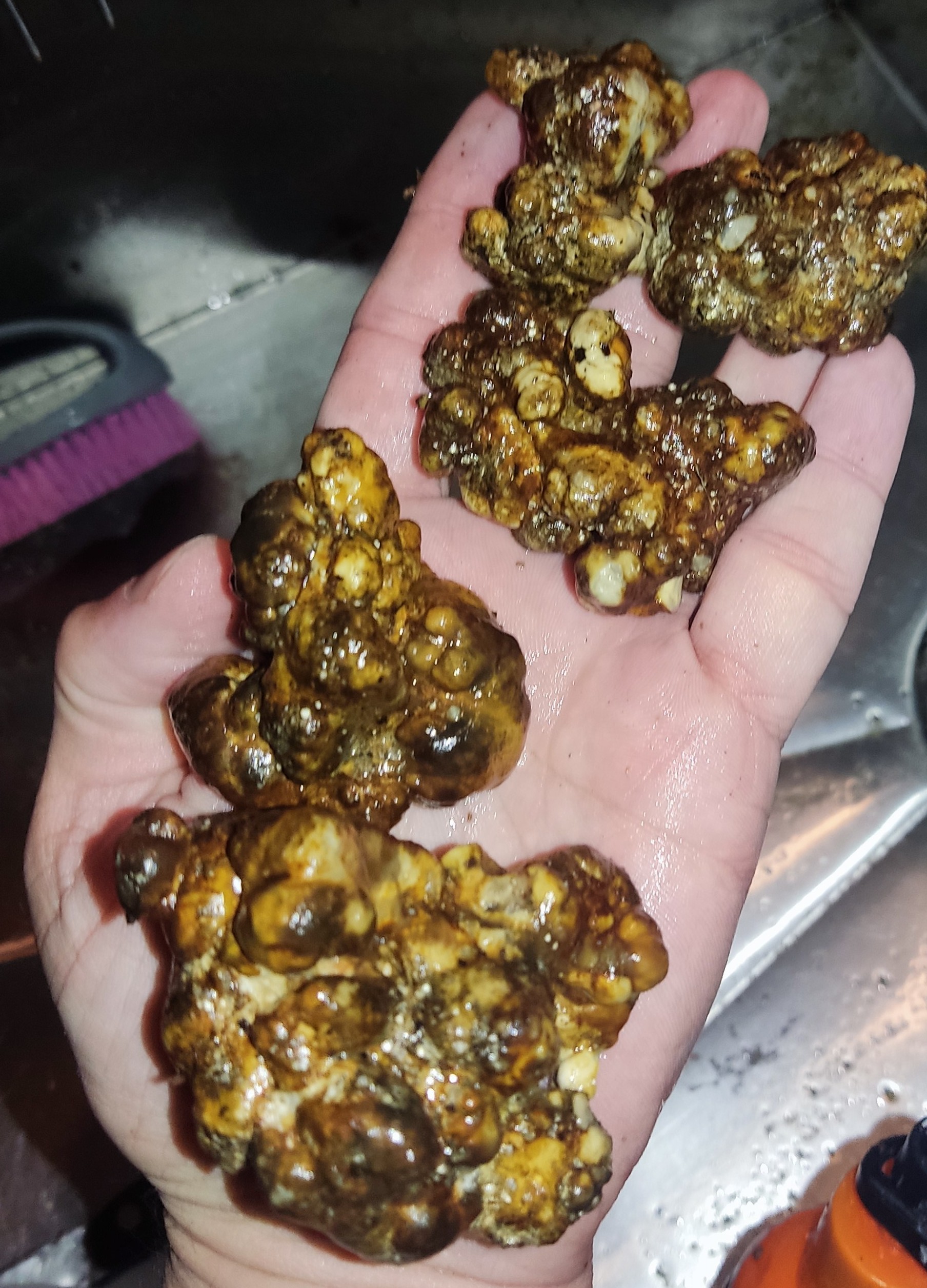 Psilocybe Mexicana/Galindoi esclerotias ou "trufas mágicas"