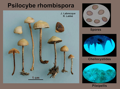 Psilocybe rhombispora   Psilocybe à spores rhombiques.jpg
