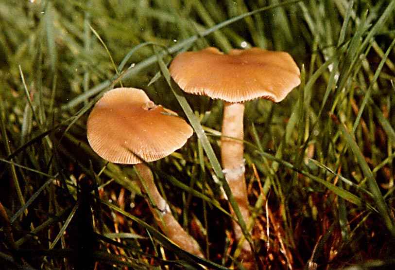 psilocybe-stuntzii24.jpg