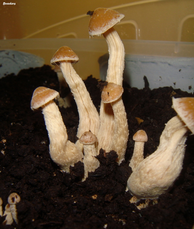 psilocybe-zapotecorum 001.JPG