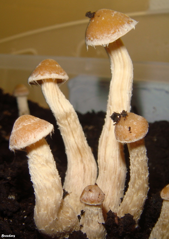 psilocybe-zapotecorum 002.JPG