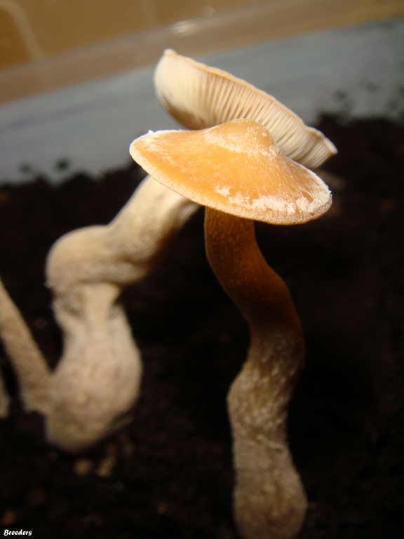 psilocybe-zapotecorum 003.JPG