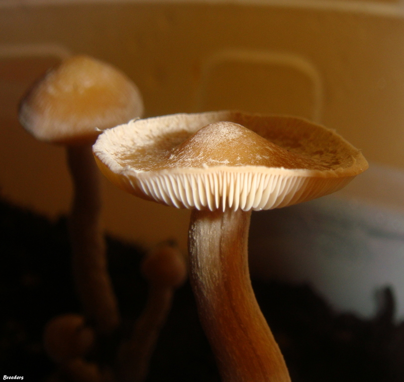 psilocybe-zapotecorum 005.JPG