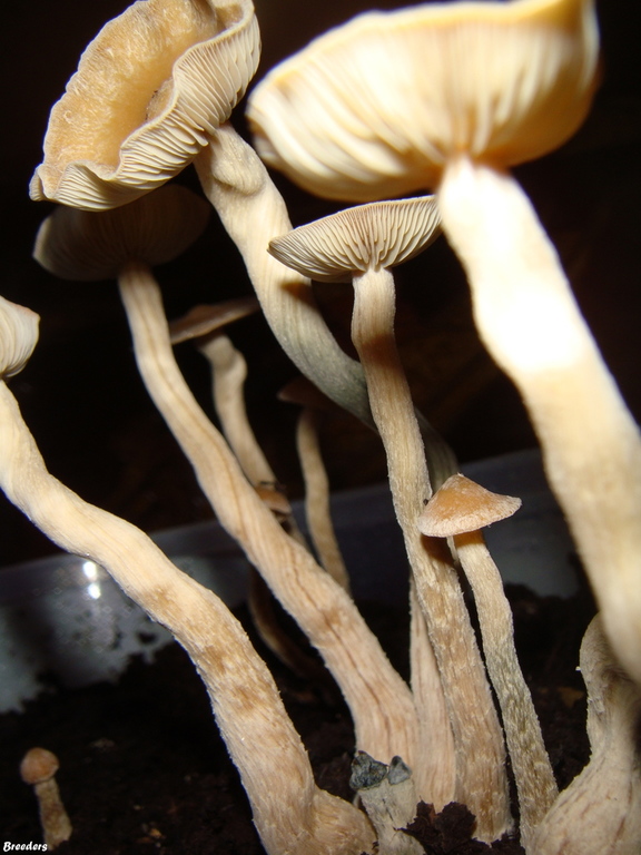 psilocybe-zapotecorum 007.JPG