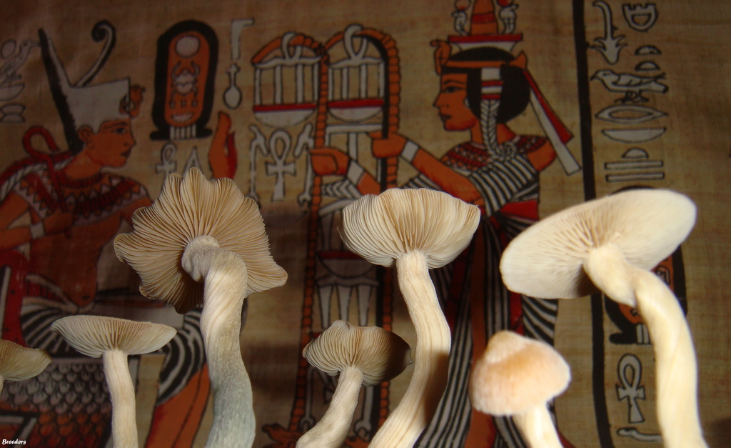 psilocybe-zapotecorum 009.JPG