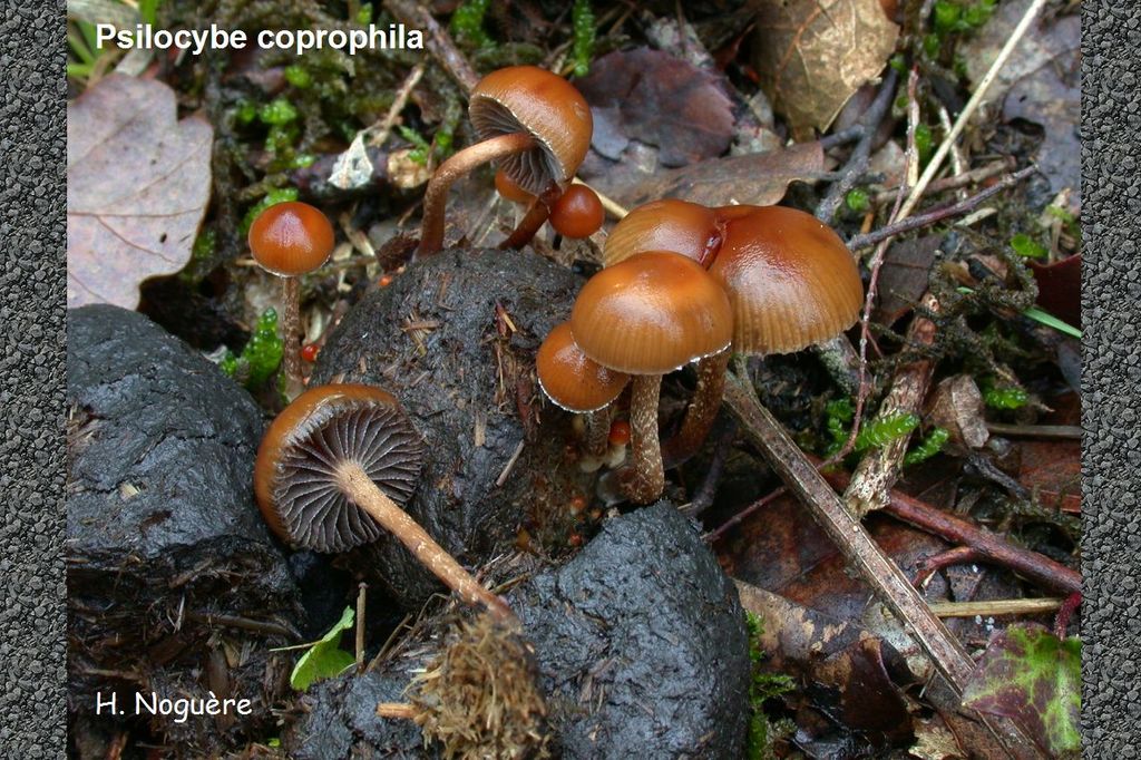 Psilocybe_coprophila0.jpg