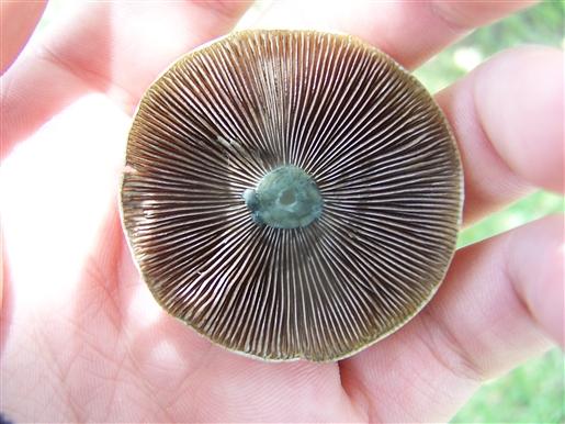 psilocybe_gill.jpg