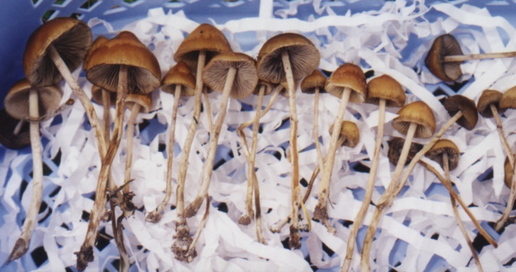 psilocybe_samuiensis00.JPG