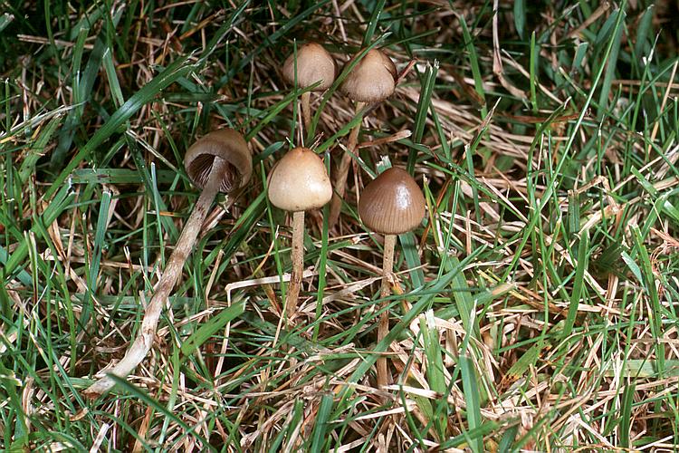 psilocybe_semilanceata_gm6.jpeg