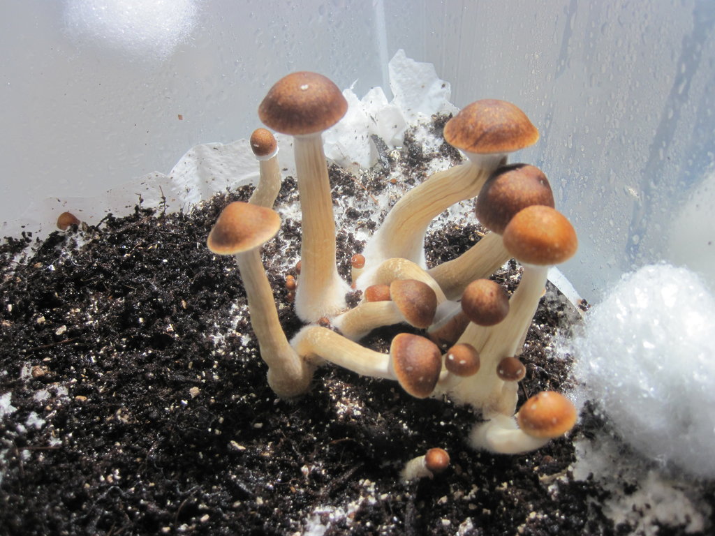 Purple Mystic Pastywhite Shroomery 596811857-IMG_3554.jpg